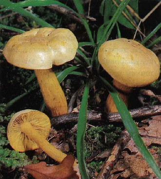  - Tricholoma sulphureum